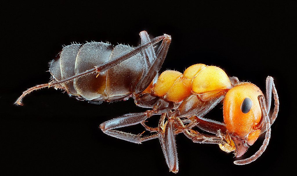 Ant Control service in Midland, TX