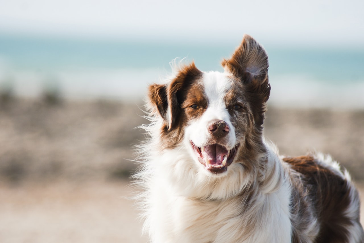 Flea & Tick Control service in Midland, TX