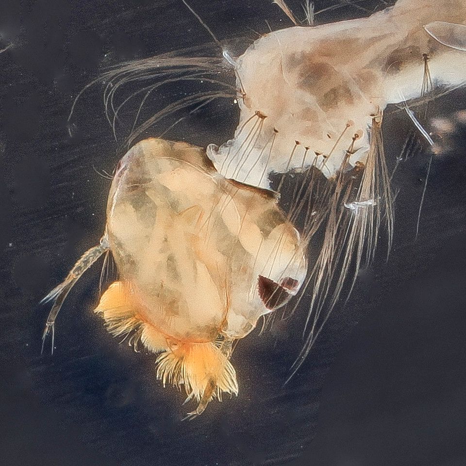 Mosquito Control service in Midland, TX