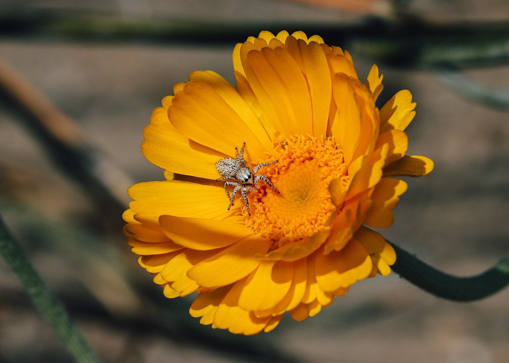 Spider Control service in Midland, TX
